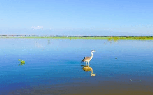 新疆青格达湖自然保护区成群鸟类聚集场面壮观