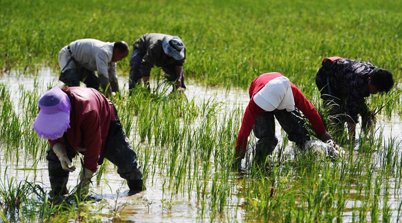 新疆福海县大面积试种水稻