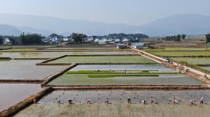 云南勐海：早稻种植忙