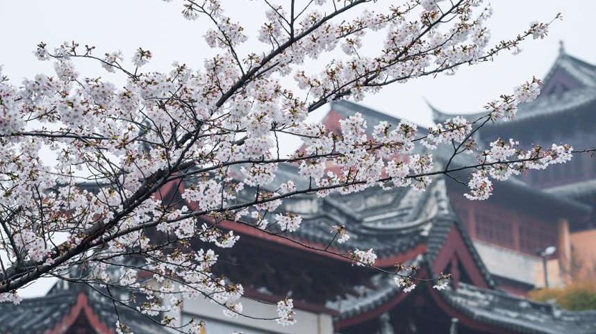 南京：春日赏樱