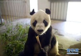 走进“熊猫养老院”