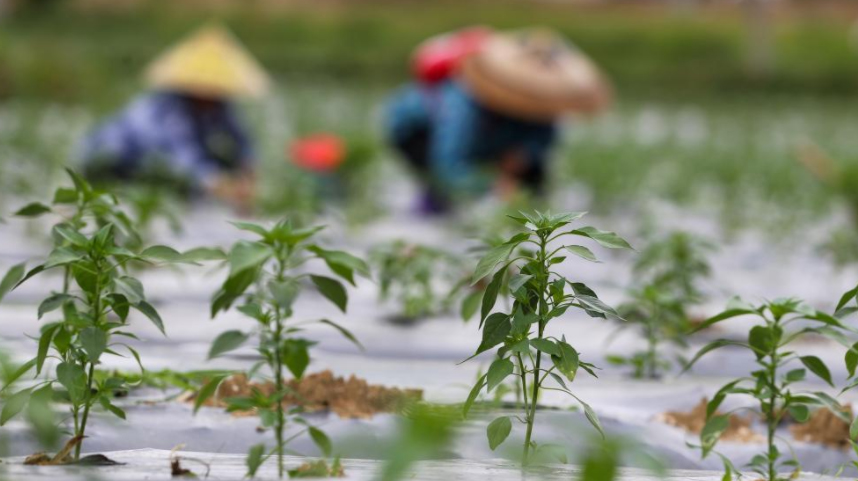 贵州玉屏：辣椒种植助农增收