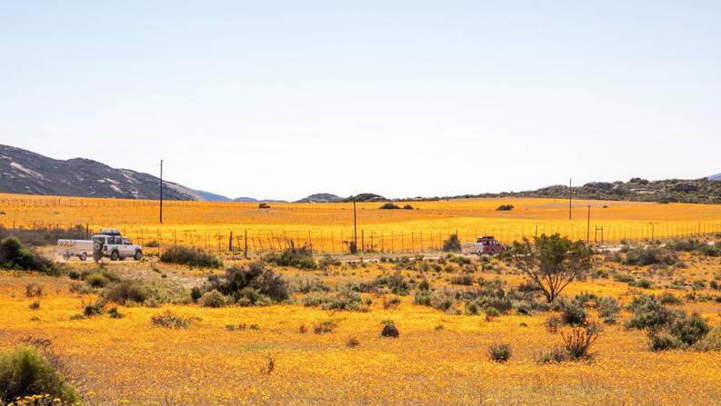 南非“鲜花大道”进入花季