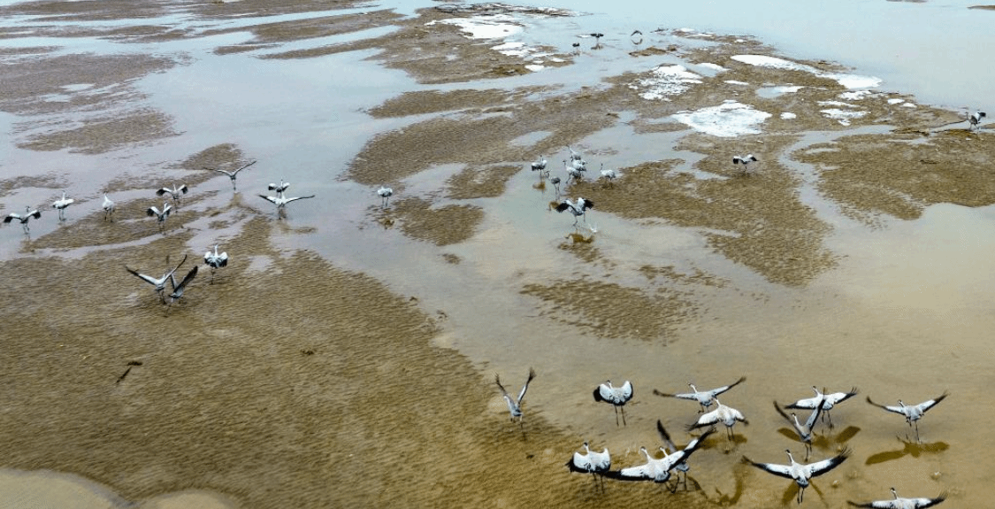 陕西合阳：黄河湿地鸟儿欢