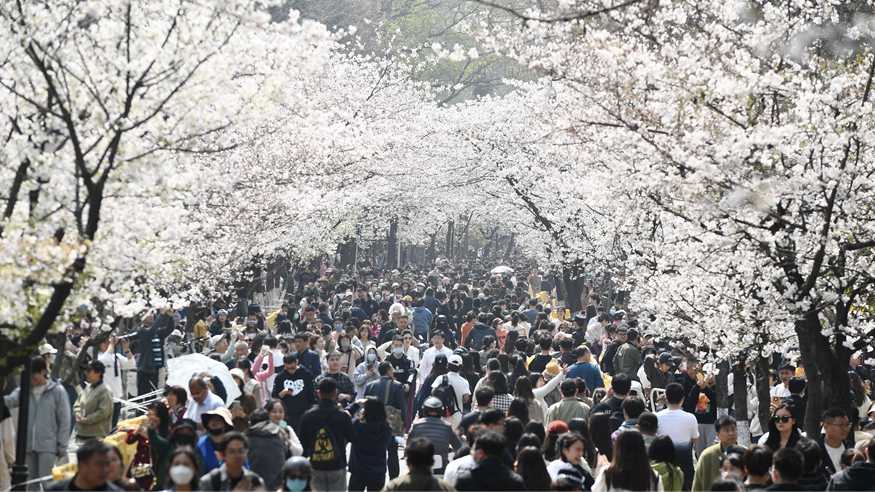 南京：樱花盛开引客来