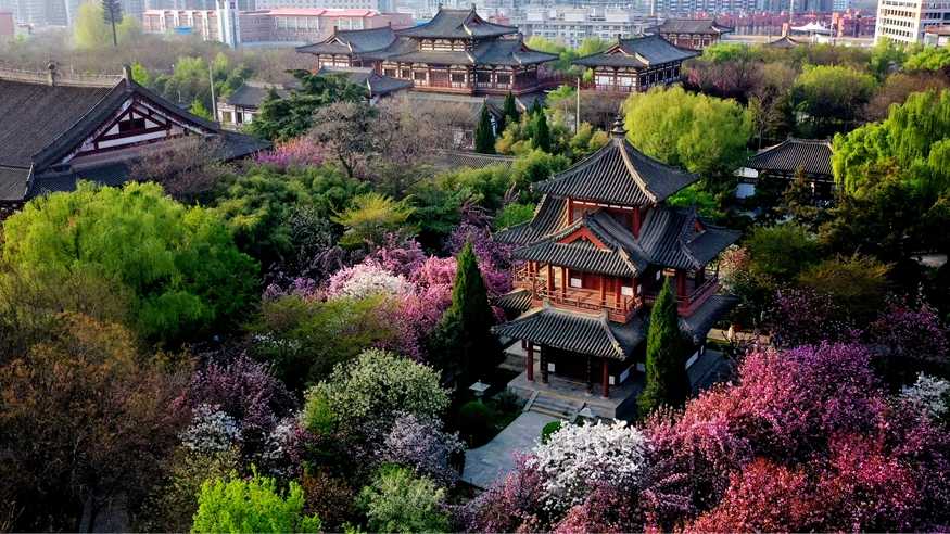 西安青龙寺遗址景区樱花盛开