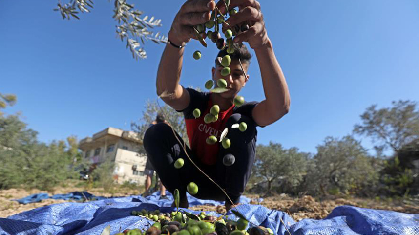 黎巴嫩：传统方法制作橄榄油