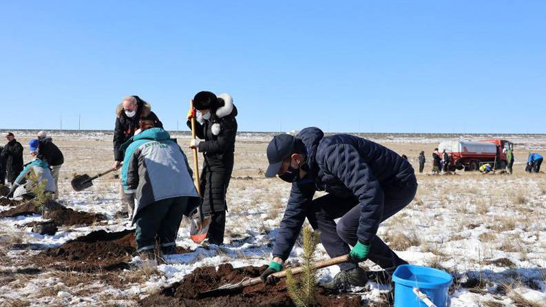 蒙古国种植“十亿棵树计划”全面启动