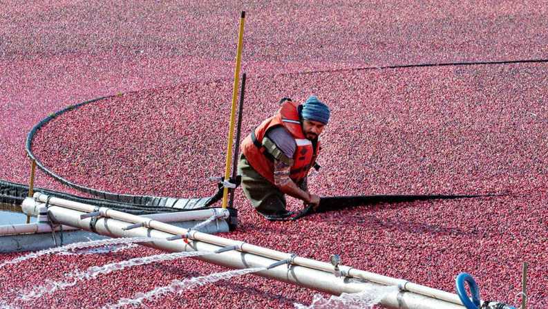 加拿大：收获蔓越莓