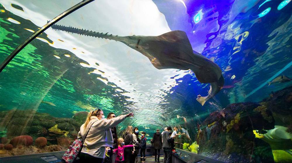 加拿大多伦多：水族馆里欢度“家庭日”