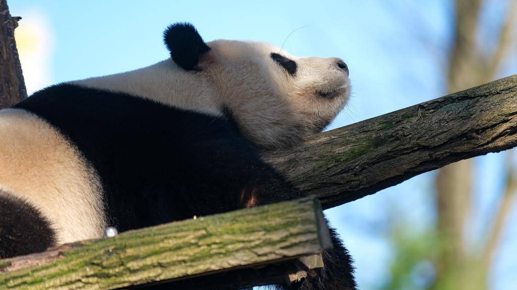 比利时：大熊猫“天宝”乐享冬日时光