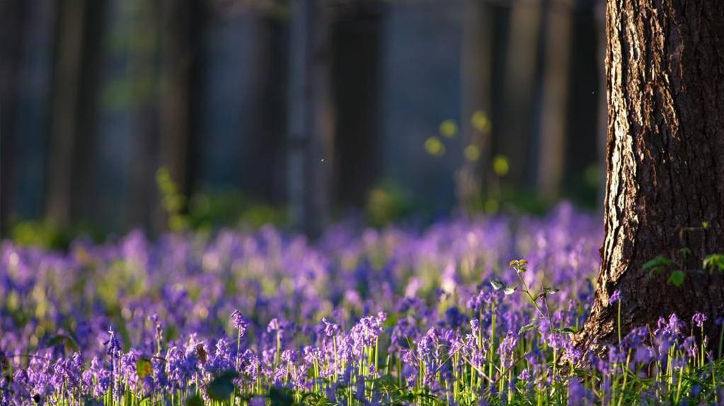 比利时：晨光中的“紫花森林”