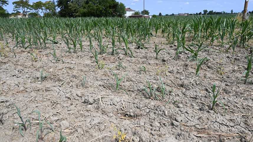 意大利北部干旱持续 威胁农业产量