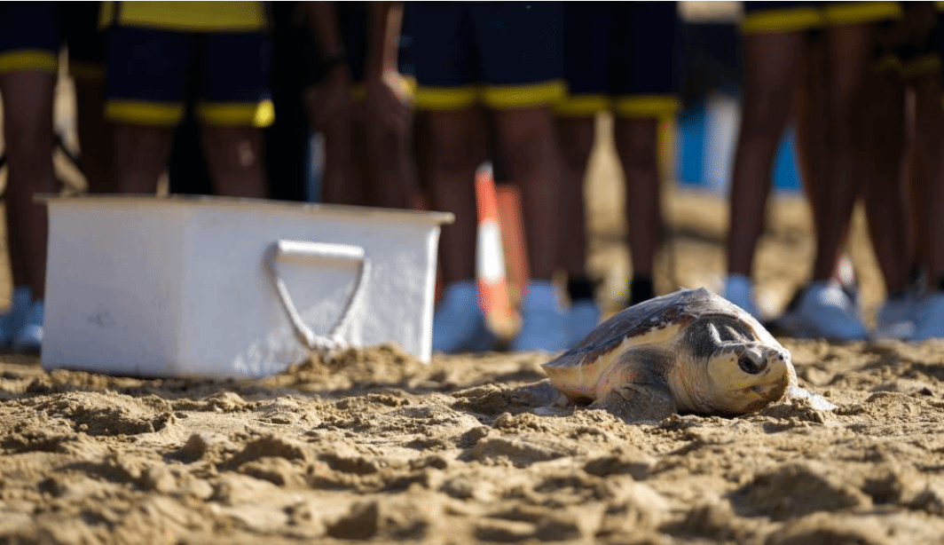 马耳他：放归海龟