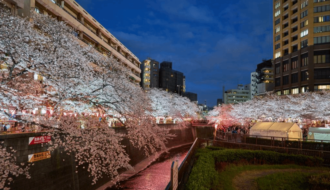 东京：樱花盛放