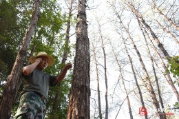 退伍老兵穿梭山林18年 与病虫害做斗争