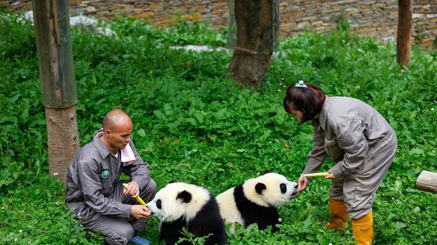 熊猫“红娘”牵起川港“情缘”