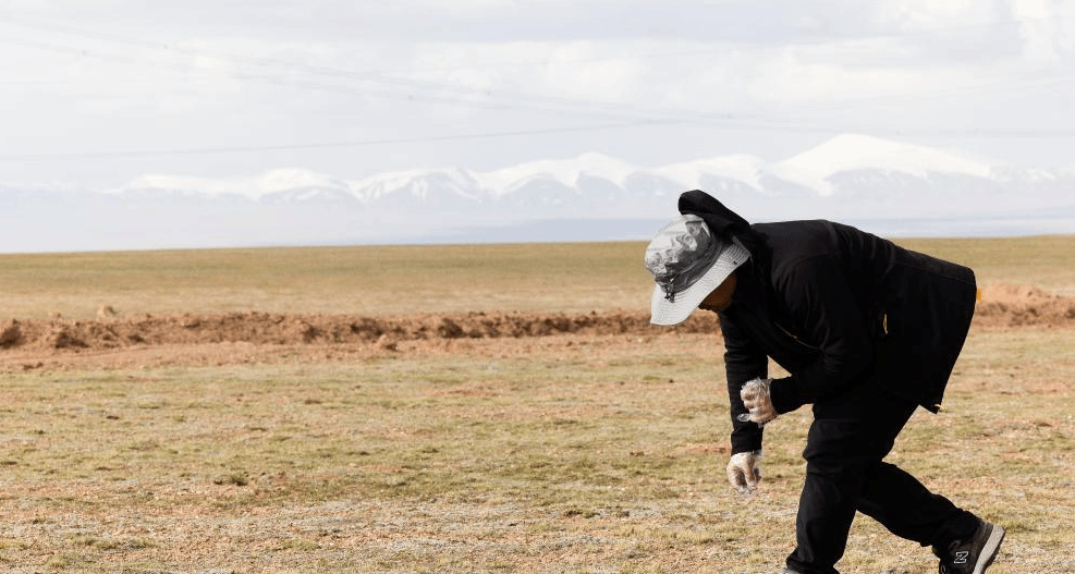 守护藏羚羊——一位科研工作者与藏羚羊的20年情缘
