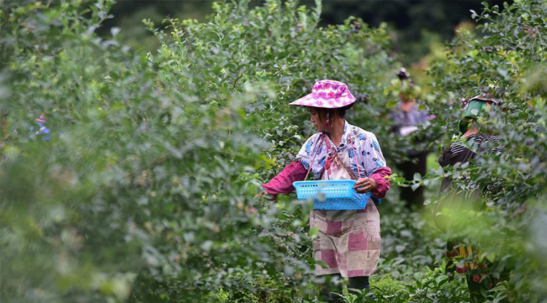 贵州丹寨：蓝莓喜丰收