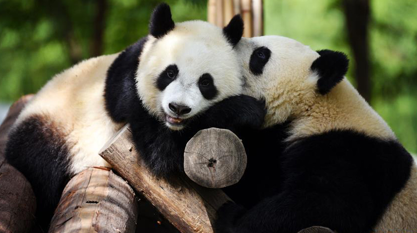 秦岭大熊猫惬意的午后时光