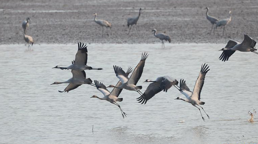 东洞庭湖迎来今年首批冬候鸟逾2万只
