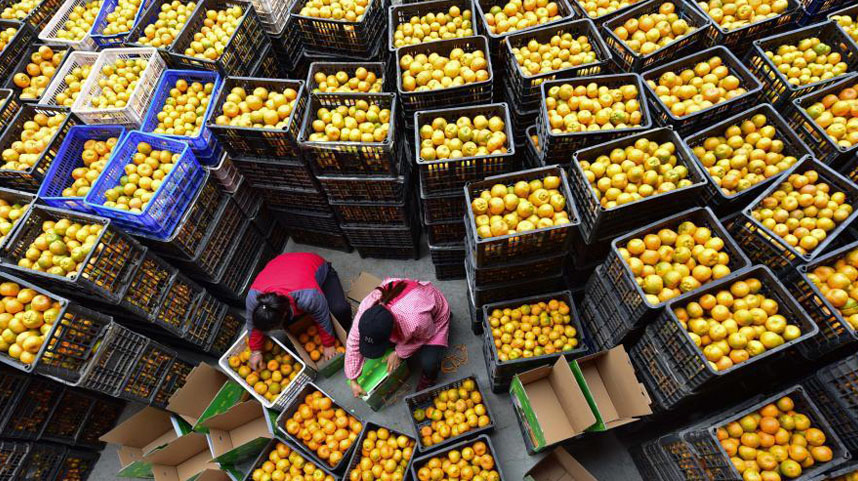 贵州丹寨：椪柑喜丰收