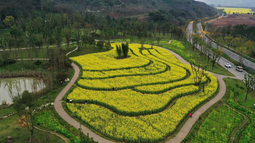 重庆广阳岛：油菜花开景色美