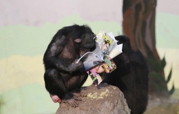 动物园的黑猩猩都在读书你还有什么理由不努力