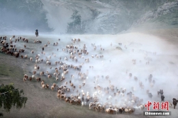 新疆千年牧道迎转场高峰牛羊成群场面壮观