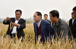 袁隆平“超级稻”亩产1149公斤再创纪录