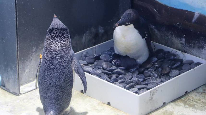 上海海昌海洋公园迎来企鹅繁殖季