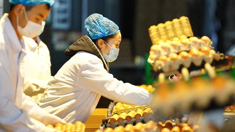 河北唐山：打造蛋鸡全产业链助增收