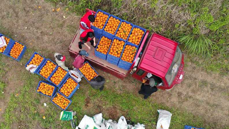 贵州罗甸：脐橙丰收 