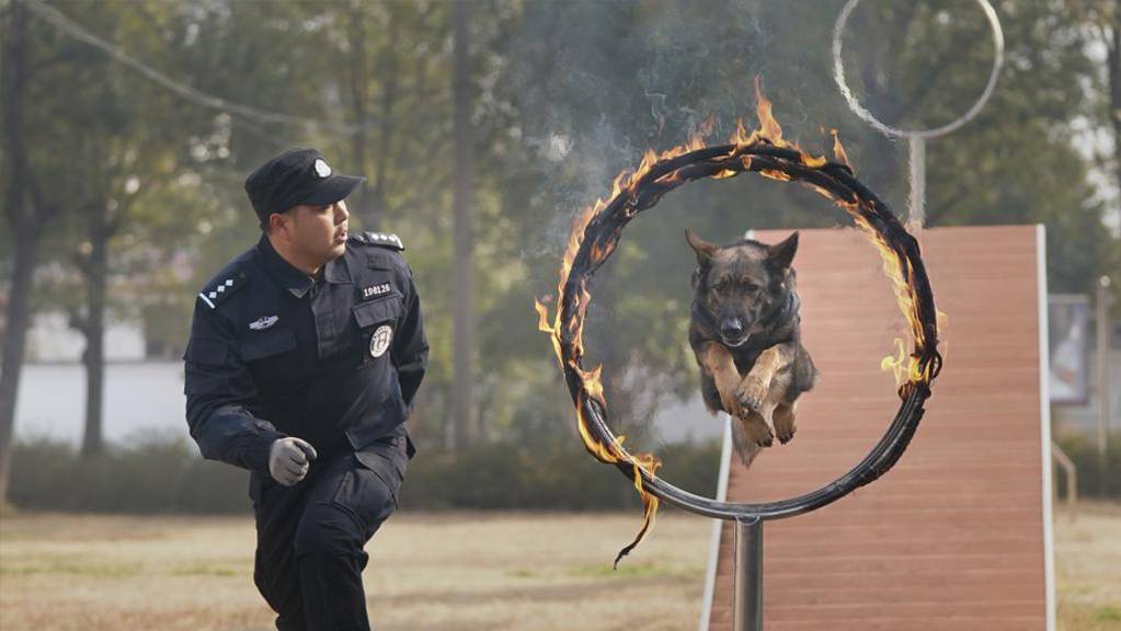 武汉：警犬训练备战春运