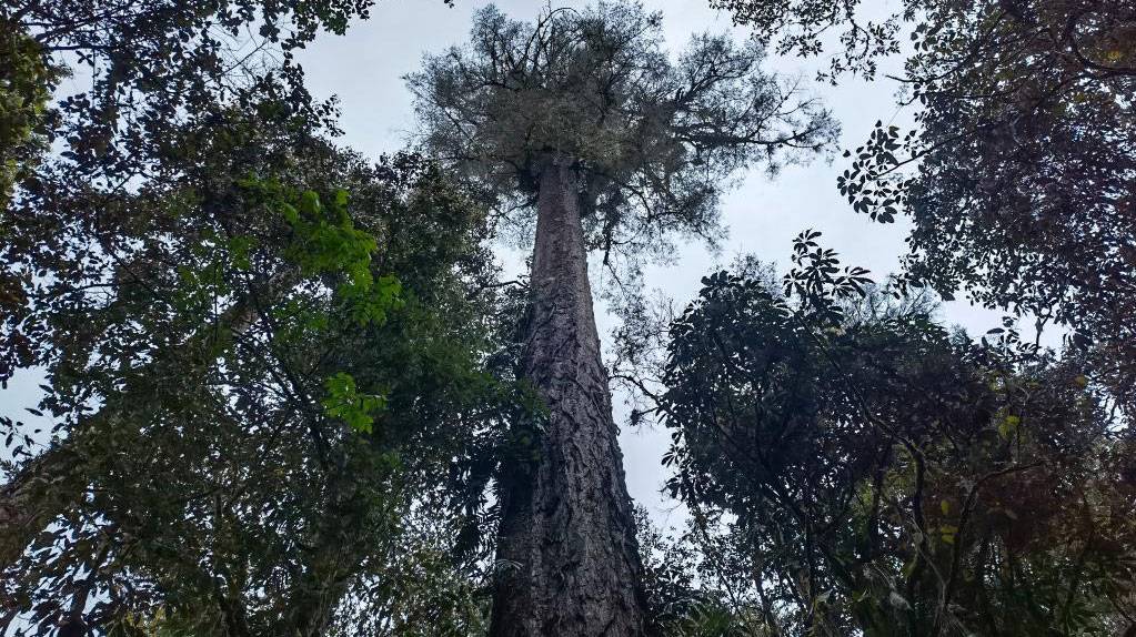 76.8米！西藏墨脱发现中国大陆已知最高的树