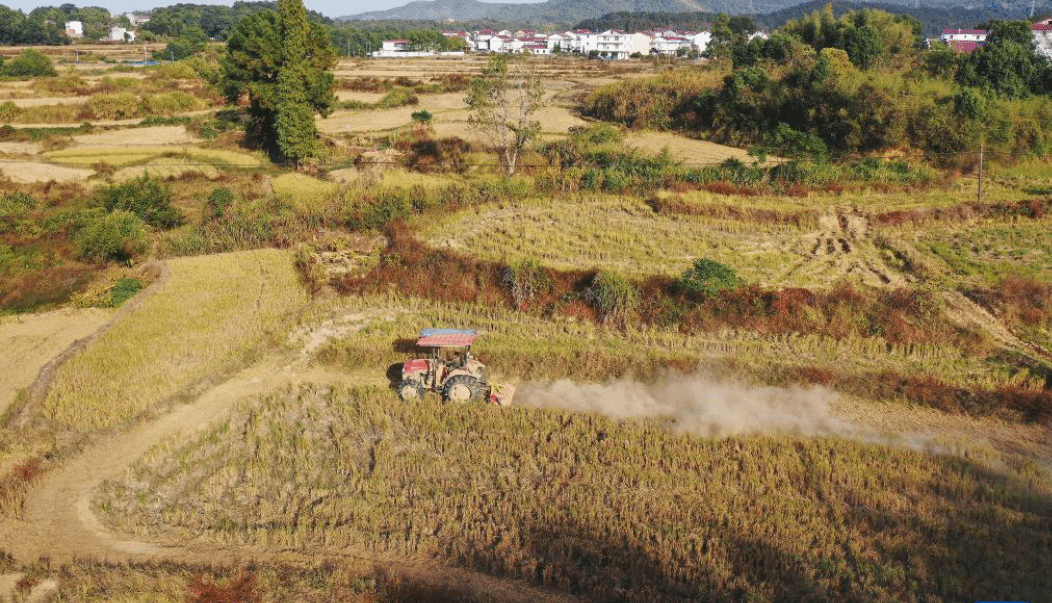 江西：“稻油轮作”助力农民增收