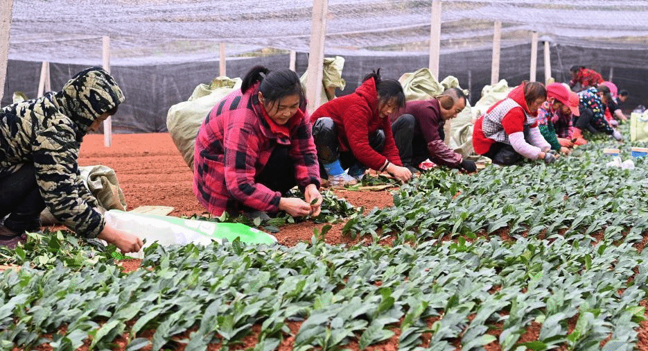 贵州丹寨：冬季扦插茶苗忙