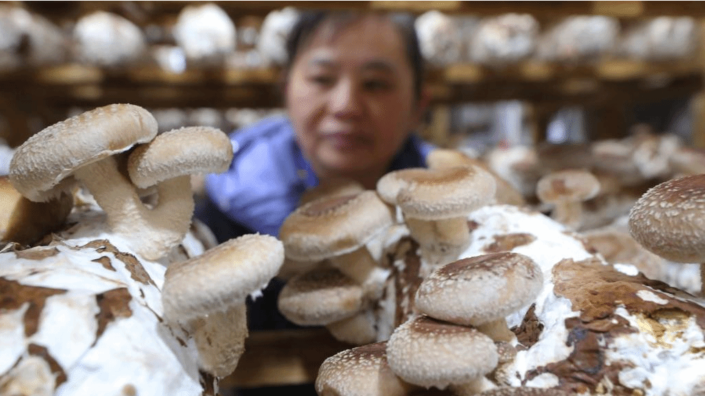 湖南衡东：香菇成熟供市场