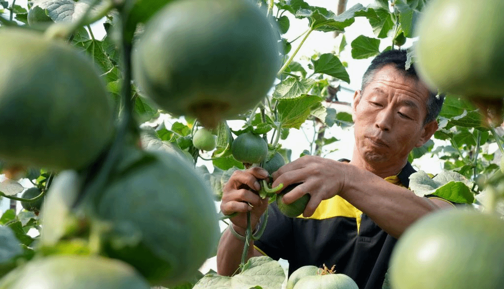 河北滦州：订单果蔬助农增收