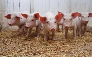 农业农村部：8月份全国生猪生产继续较快恢复