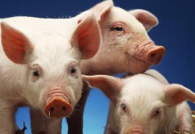 生猪产能触底反弹 全国猪价已进入下降周期