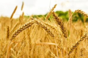 国家粮食和物资储备局：今年小麦有望实现三增