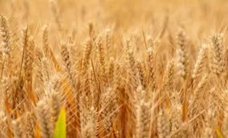 农业农村部五措施确保小麦安全成熟丰收到手