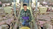 农业农村部：稳产保供 防止生猪产能大起大落