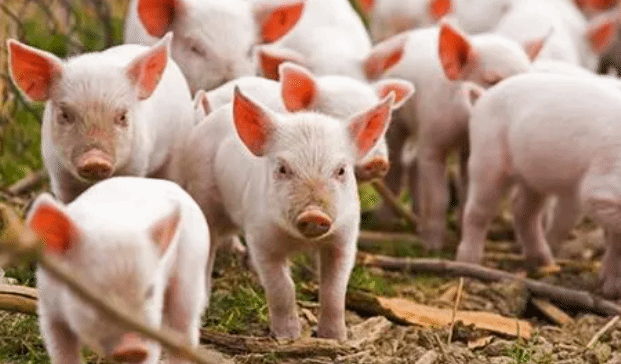 农业农村部：稳定生猪生产的关键在于适度去产能