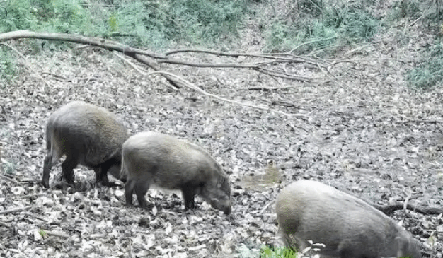 国家林草局在14个省区开展防控野猪危害综合试点