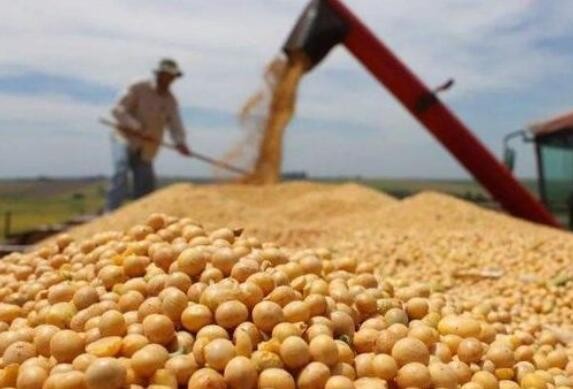农业农村部有关司局负责人谈饲用豆粕减量替代