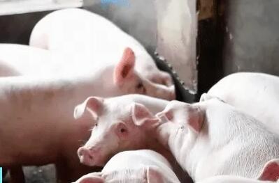 猪肉供应出现阶段性过剩 3-4月份价格或跌至每斤6元
