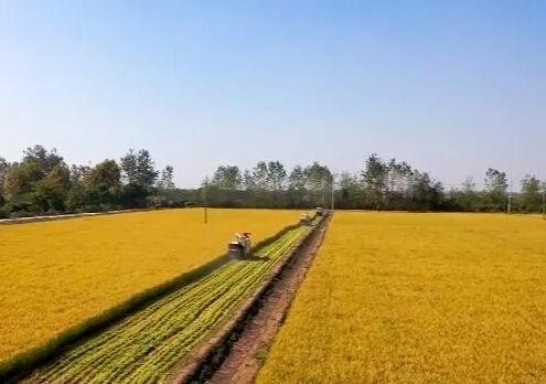 农业农村部：抢农时保面积 南方早稻面积预计7100多万亩