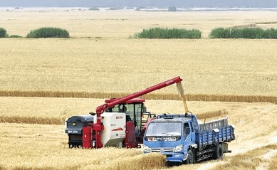 农业农村部：全国“三夏”大规模小麦机收全面展开